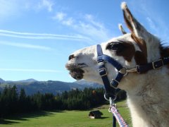 Fix im Allgäu